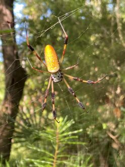 Adult golden silk orbweaver. Note that its abdomen lacks silver stripes, which are characteristic of Joro spiders.