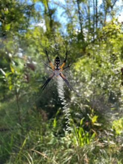 Adult yellow garden spider on a web. Note the thick, white, zigzag stabilimentum in the middle of the web.