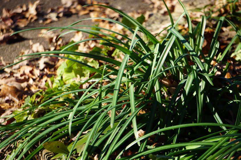 After the flowers fade, the narrow, strap-like leaves will emerge and remain through the winter. Barbara H. Smith, ©2020 HGIC, Clemson University