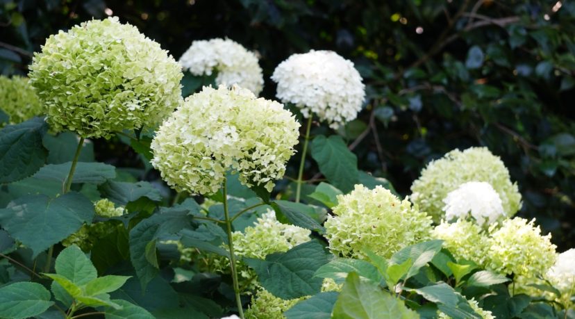 As the flowers fade and begin to dry, they turn a soft green color. Barbara H. Smith, ©2021 HGIC, Clemson University