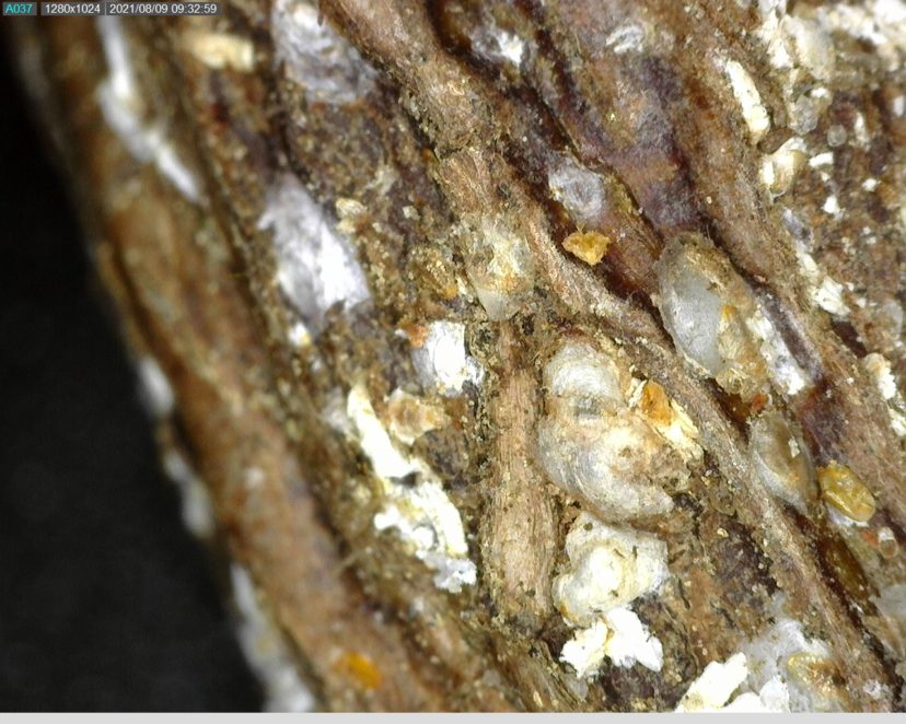 Bark scales have a waxy coating that helps protect them from insecticides. Rob Last, ©2021, Clemson Extension