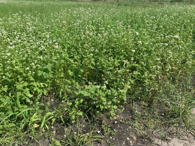 Buckwheat is one of my personal favorites because of its ability to attract beneficial insects and mine potassium from the soil. Zack Snipes, ©2021, Clemson Extension