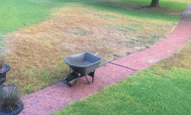 Scouting for Lawn Insects