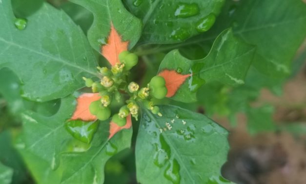Weed of the Month – Wild Poinsettia / Desert Poinsettia