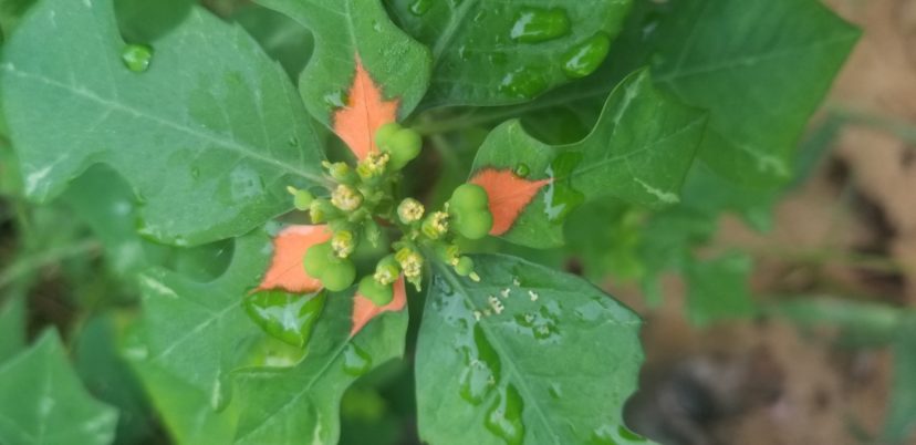 Close up of orange- red bracts on wild poinsettia. Jackie Jordan, ©2021, Clemson Extension