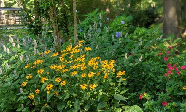 August 2 Week 1 Garden Photos