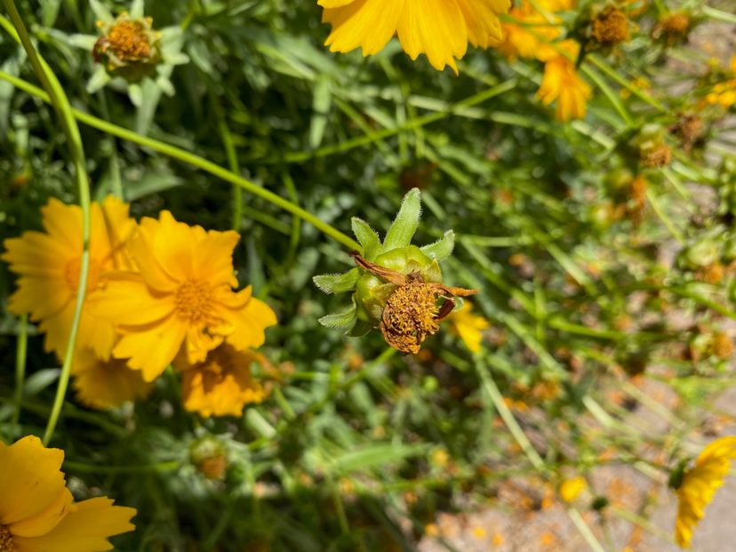 Deadhead a plant by removing the spent flower when desired. Deadheading may only require the removal of the faded flower or seed head, but it may also include a portion of the stem. LayLa Burgess, ©2021 HGIC, Clemson Extension