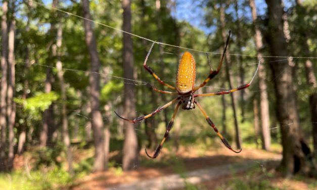 Banana Spiders