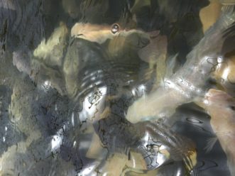 Figure 2. Tilapia are good candidates as an edible fish in an aquaponics system. Lance Beecher, ©2021, Clemson University
