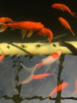 Figure 3. Koi and goldfish are excellent options to use for enjoyment in an aquaponics system. Lance Beecher, © 2021, Clemson University