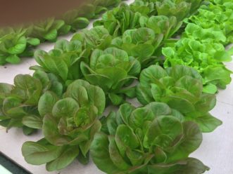 Figure 4. Lettuce is a simple crop to grow in an aquaponics system. Lance Beecher, ©2021, Clemson University