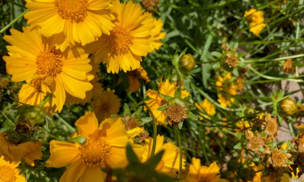 The Gardener’s Toolkit- Deadheading