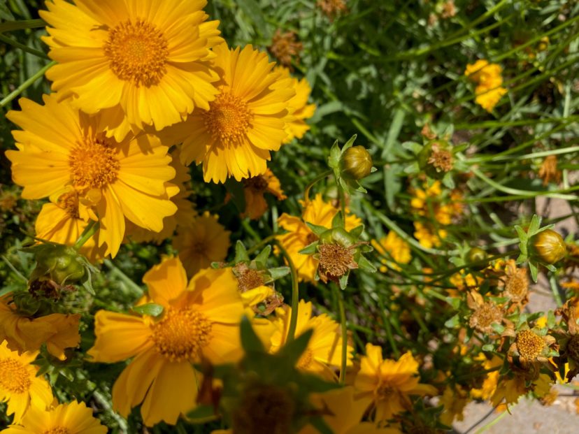 The Gardener’s Toolkit- Deadheading | Home & Garden Information Center