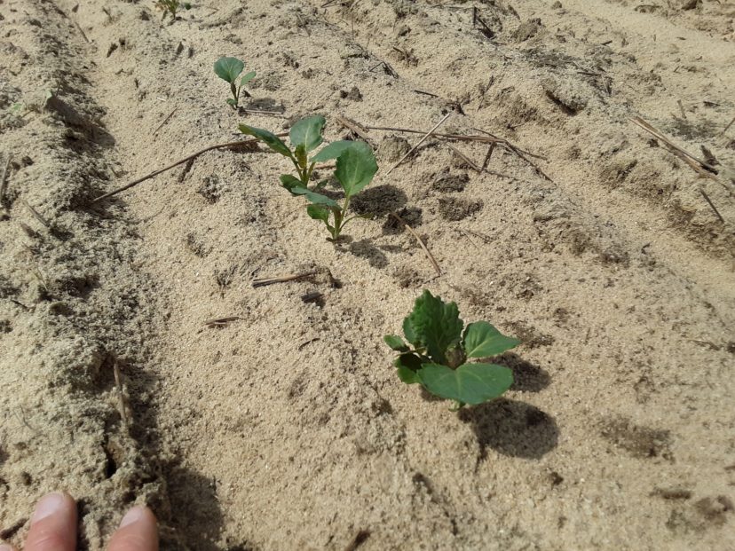 It doesn't take many caterpillars to eat up these small plants. Justin Ballew, ©2021, Clemson Extension