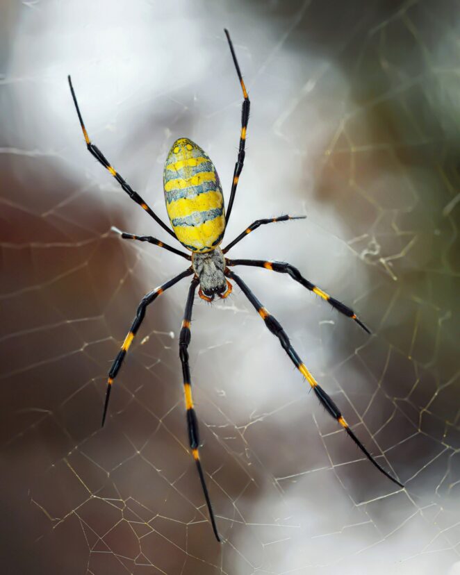 Jorō spider sitting on its web.