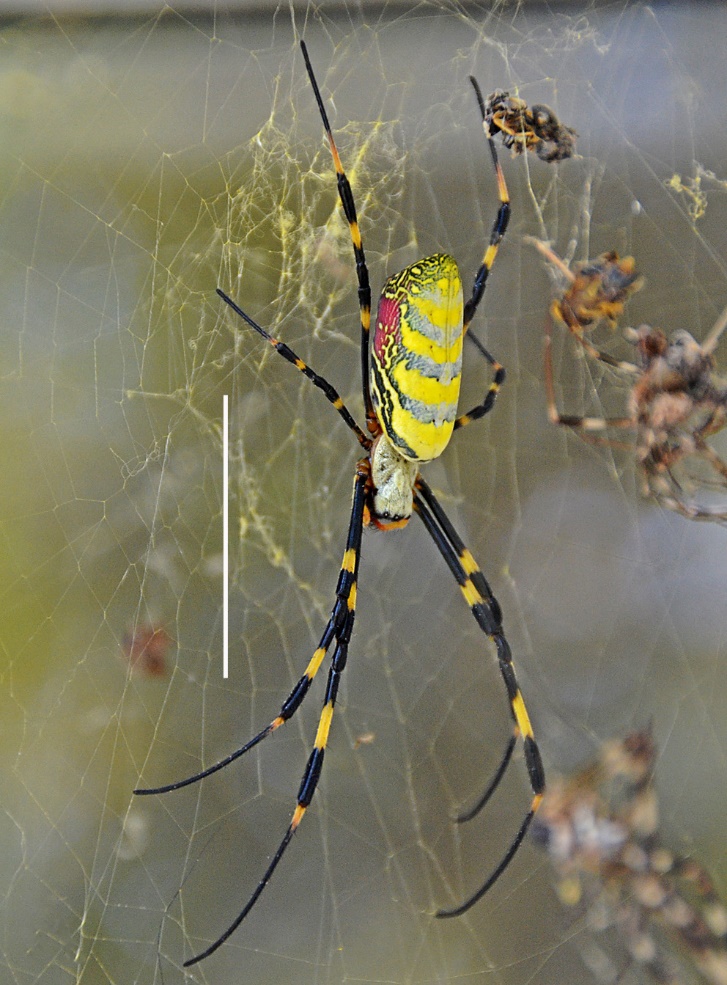 yellow spider