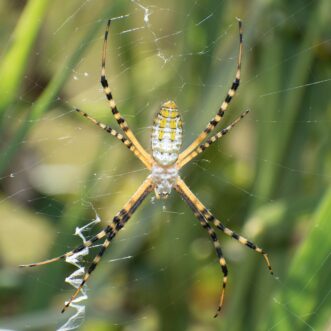Juvenile garden spiders, like this banded garden spider, often have a more elongate abdominal shape that lacks the diagnostic patterning of the adults.