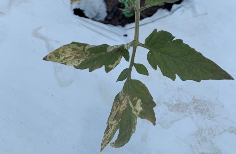 Leafminers are showing up on tomatoes on the coast. Zack Snipes, ©2021, Clemson Extension