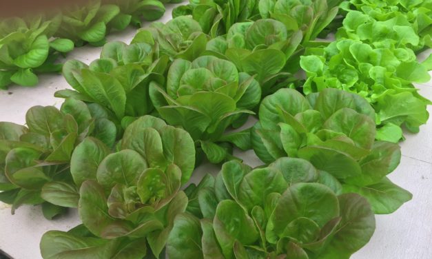 Aquaponics – The Culture of Fish and Plants Together in One System