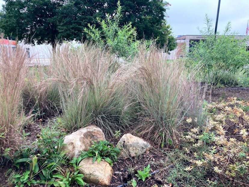 Little bluestem (Schizachyrium scoparium) is a larval host for skipper butterflies. Stephanie Ann Turner, ©2021, Clemson Extension