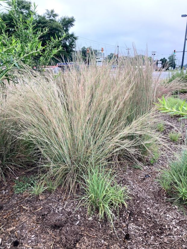 Little bluestem (Schizachyrium scoparium) is an attractive, blue-green bunchgrass. Stephanie Ann Turner, ©2021, Clemson Extension