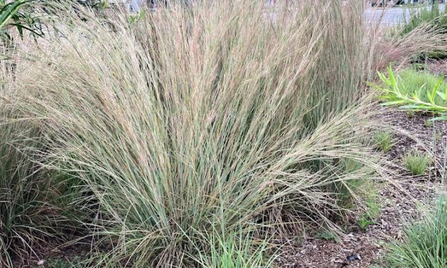 Ornamental grass lovers- your time is at hand!