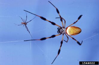 Male (smaller) and female (larger) golden silk orbweaver. Note the hairy “bottlebrush” appearance on the black leg segments of the female.