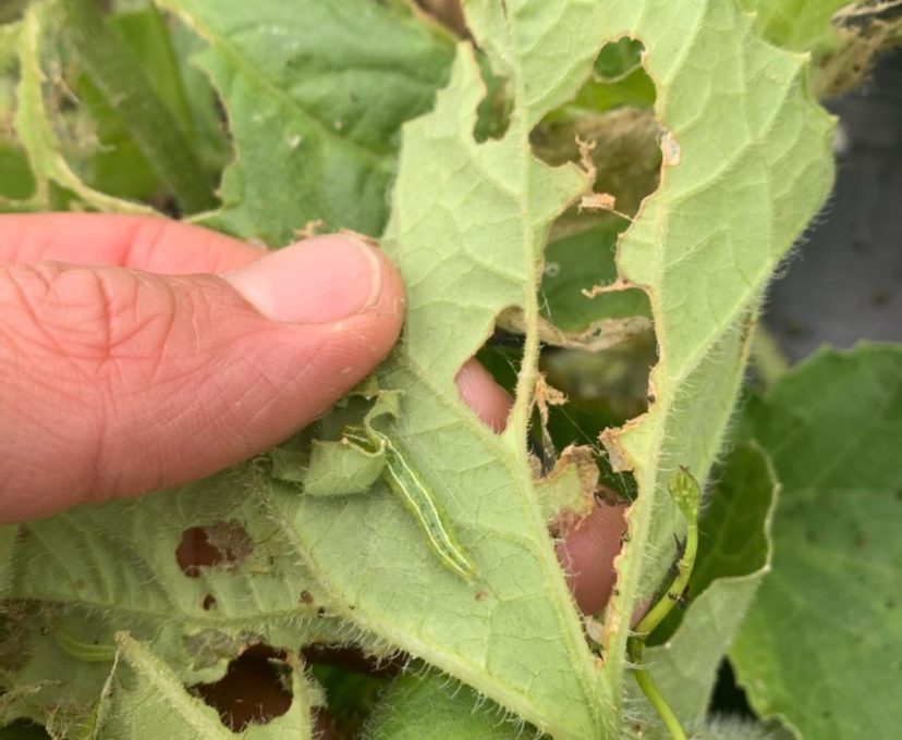 Melon worms were found in cucumbers this week. Zack Snipes, ©2021, Clemson Extension