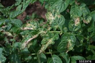 Phytotoxic damage on potato (Solanum tuberosum) after diquat exposure. Areas contacted by herbicide are showing rapid breakdown and necrosis, while other areas of leaves are healthy. Photo by J. Colquhoun, University of Wisconsin, Bugwood.org
