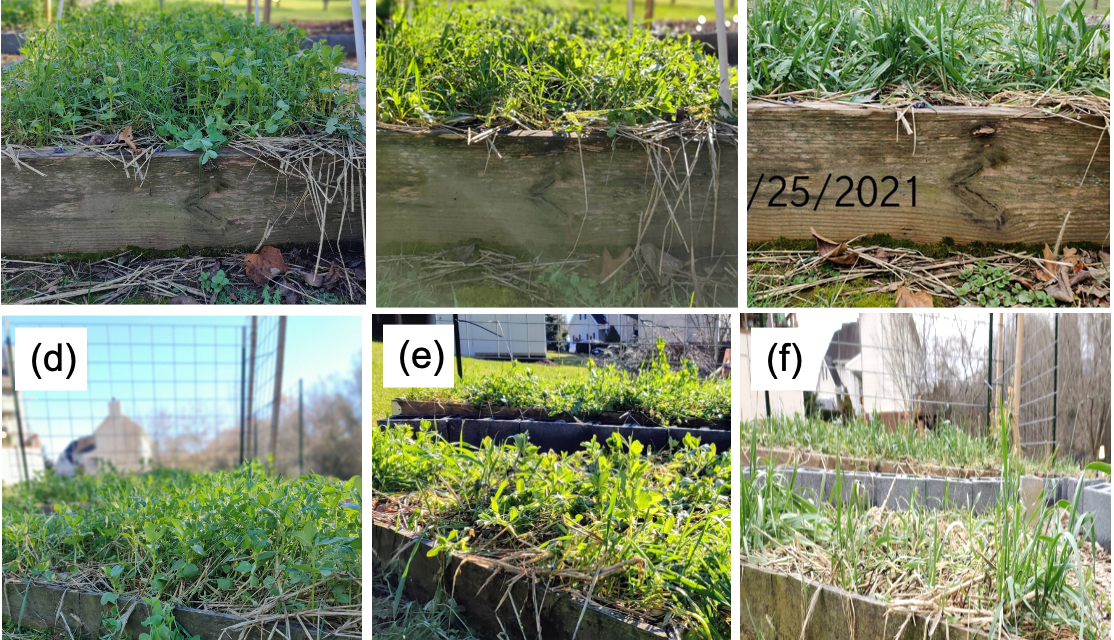 Figure 1. Cover crops grown in 4 x 8’ rectangle raised beds (a-c) and a 4 x 4 x 4’ triangle raised beds (d-f). Cover crops were planted early October 2020. Note that a dense cover developed by 09 November 2020. Cover crops planted were: (a and d) winter pea, (b and e) a mix of crimson clover, hairy vetch, daikon radish, cereal rye, and winter pea, and (c and f) cereal rye. Certain covers died back due to freezing temperatures by 12 December 2020, with cereal rye the only cover still alive on 25 January 2021 (f).