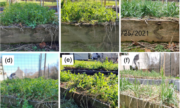 Cover Crops in Raised Beds