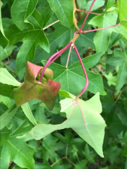 Simulated 2,4-D damage to sweetgum (Liquidambar styraciflua) showing symptoms of petiole twisting