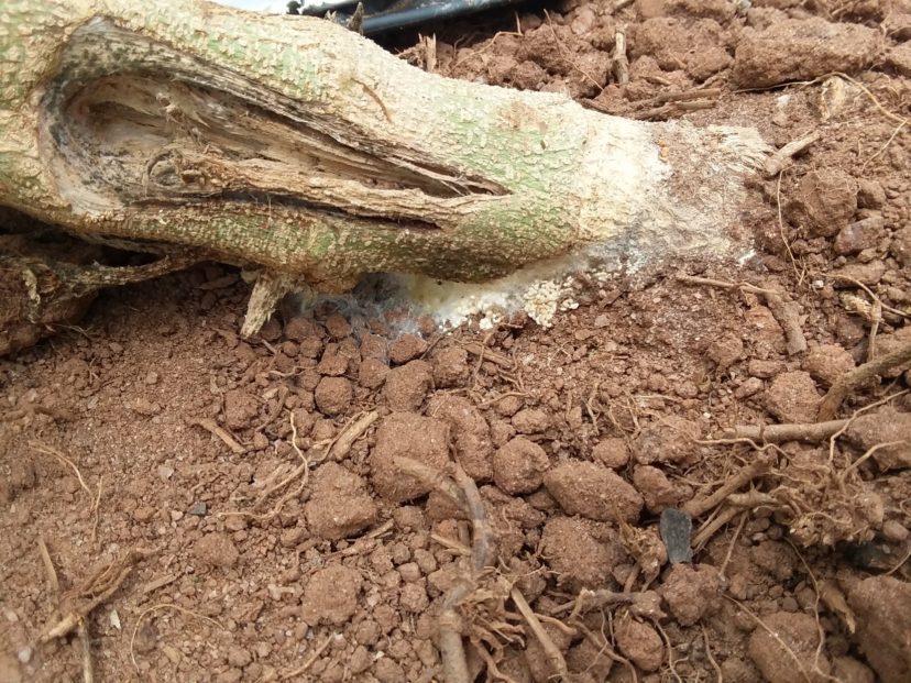 Southern blight mycelium (white fuzzy-looking growth) and sclerotia (small, tan bb-shaped structures) developing around the base of a hemp plant. Phillip Carnley, ©2021, Clemson Extension
