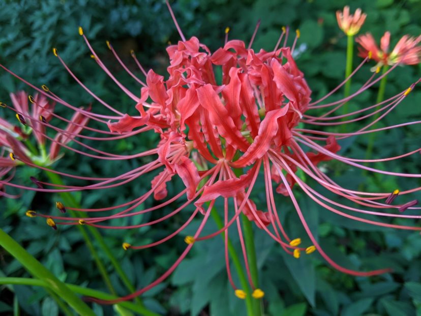Spider lilies, also commonly known as hurricane lilies, have bright red, spidery-looking flowers. Barbara H. Smith, ©2020 HGIC, Clemson University