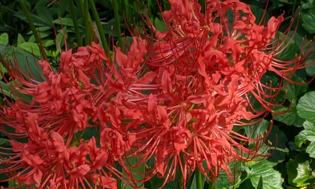 Spider Lilies