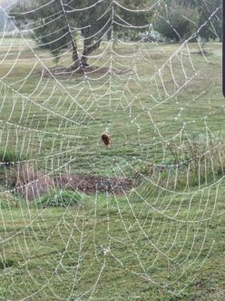 Spiderweb Sue Watts,©2021, Clemson University