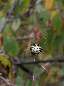 Spinybacked spider, Gasteracantha cancriformis Sue Watts, ©2021, Clemson University