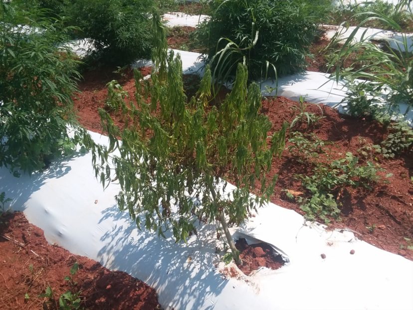 This hemp plant has wilted due to Southern blight cutting off its ability to transport water from the roots to the shoots. Phillip Carnley, ©2021, Clemson Extension