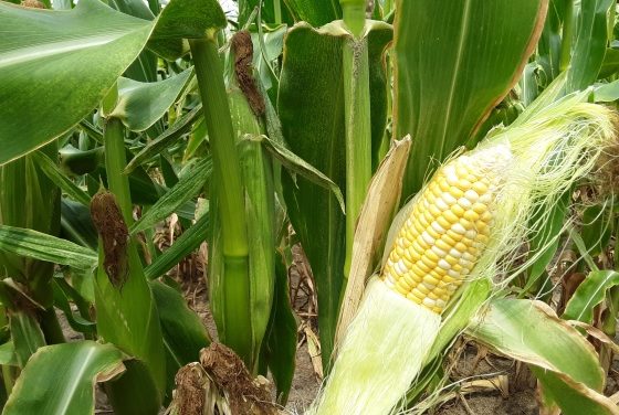 SC Fruit and Vegetable Field Report – August 2, 2021
