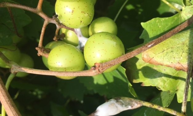 SC Fruit and Vegetable Field Report August 9, 2021