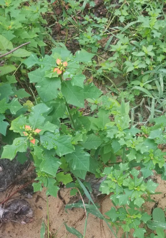 Wild poinsettia habit. Jackie Jordan, ©2021, Clemson Extension