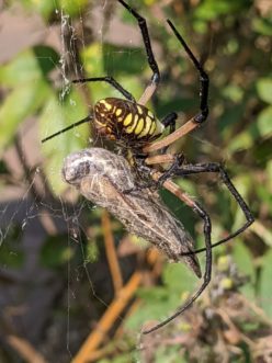 Yellow garden spider, Argiope aurantia Sue Watts, ©2021, Clemson University