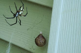 Yellow garden spider egg sacs are suspended in the web, are white to brown in color, and somewhat teardrop shaped.