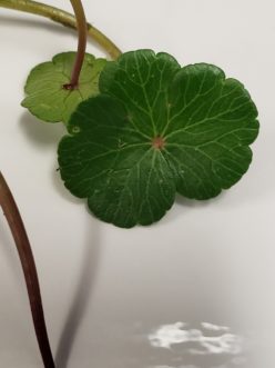 To identify a plant species or a disease infecting the plant, photos of both the top and bottom surfaces may provide clues. TJ Savereno, ©2020, Clemson Extension
