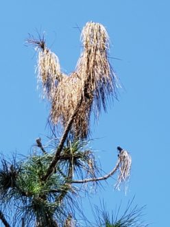 These longleaf pine trees are infected with pitch canker. Different photos from different distances provide clues. TJ Savereno, ©2020, Clemson Extension