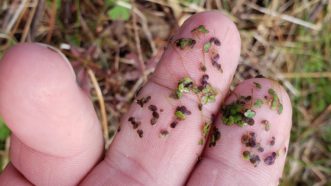 Although a ruler may be ideal, familiar objects can provide a good sense of scale and specimen size. TJ Savereno, Clemson Extension