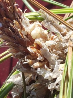 These longleaf pine trees are infected with pitch canker. Different photos from different distances provide clues. TJ Savereno, ©2020, Clemson Extension