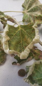 To identify a plant species or a disease infecting the plant, photos of both the top and bottom surfaces may provide clues. TJ Savereno, ©2020, Clemson Extension