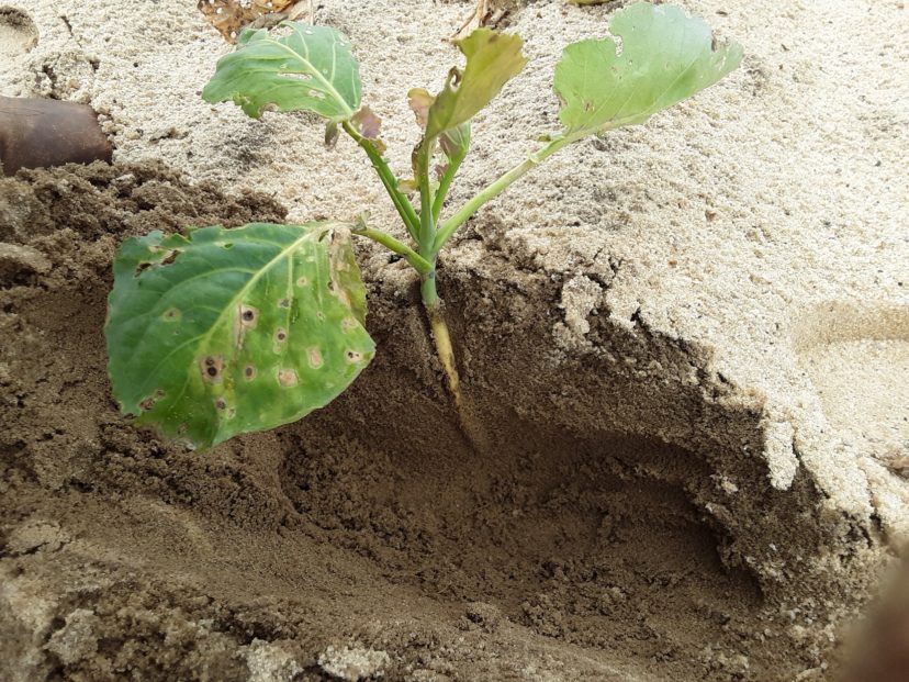 A picture containing ground, plant, vegetable Description automatically generated