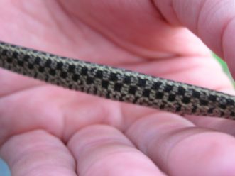 Dorsal and ventral coloration and patterns aid the identification of snake species such as the ring-necked snake (left two photos) and the Eastern garter snake (right two photos). TJ Savereno, ©2020, Clemson Extension